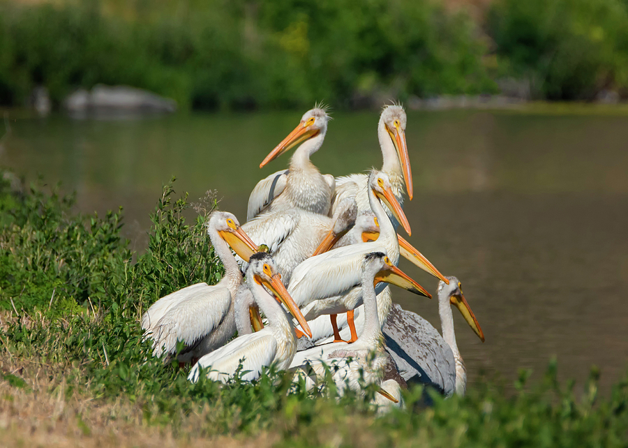 Pile of Pelicans Photograph by Loree Johnson