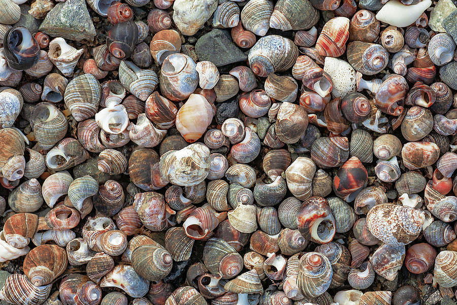 Pile of Seashells Photograph by Todd Klassy