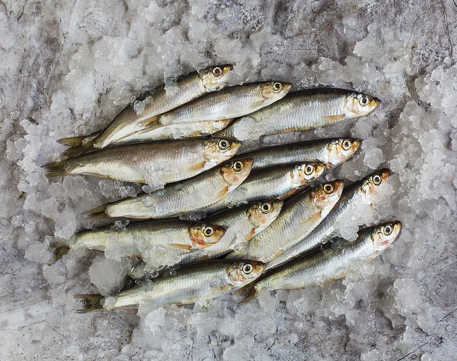 Pile Of Sprats In Ice Photograph by Cath Lowe