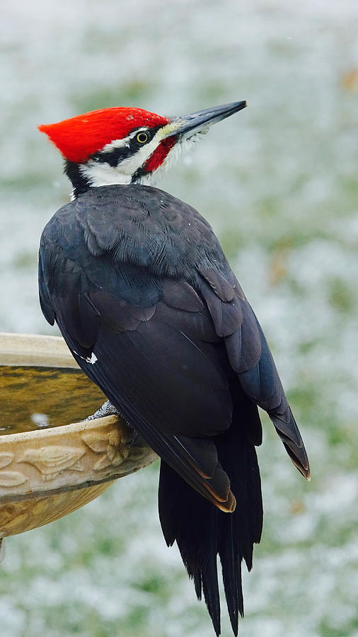 Pileated Woodpecker 2 Photograph by Hermes Fine Art