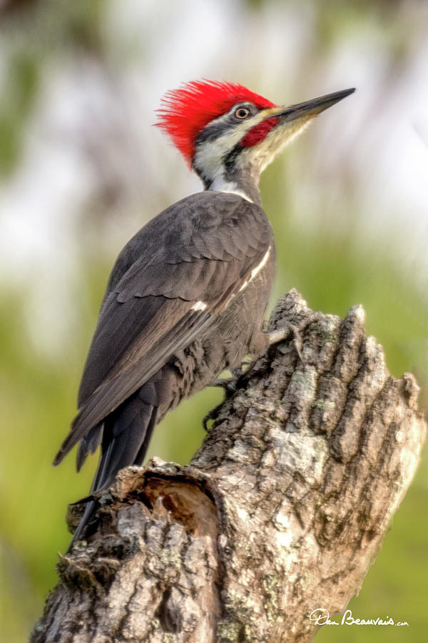 Pileated Woodpecker 7662 Photograph