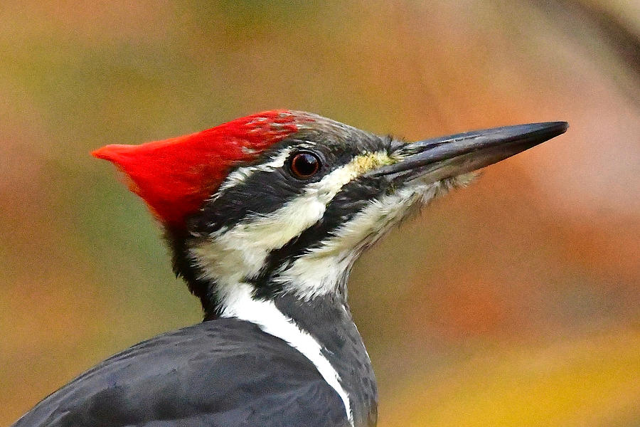 Pileated Woodpecker, 9118 Photograph by Michael Peychich