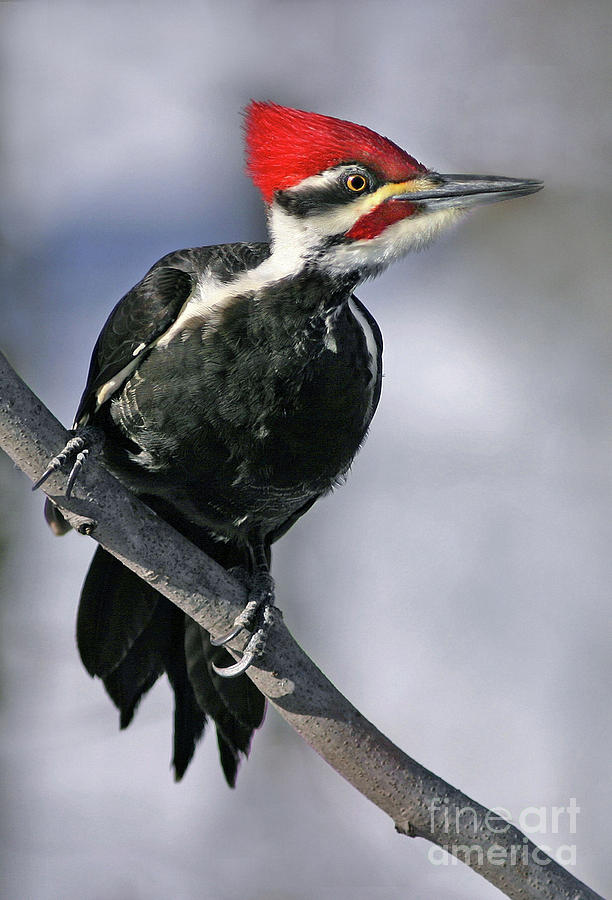 Pileated Woodpecker Photograph by Art Cole