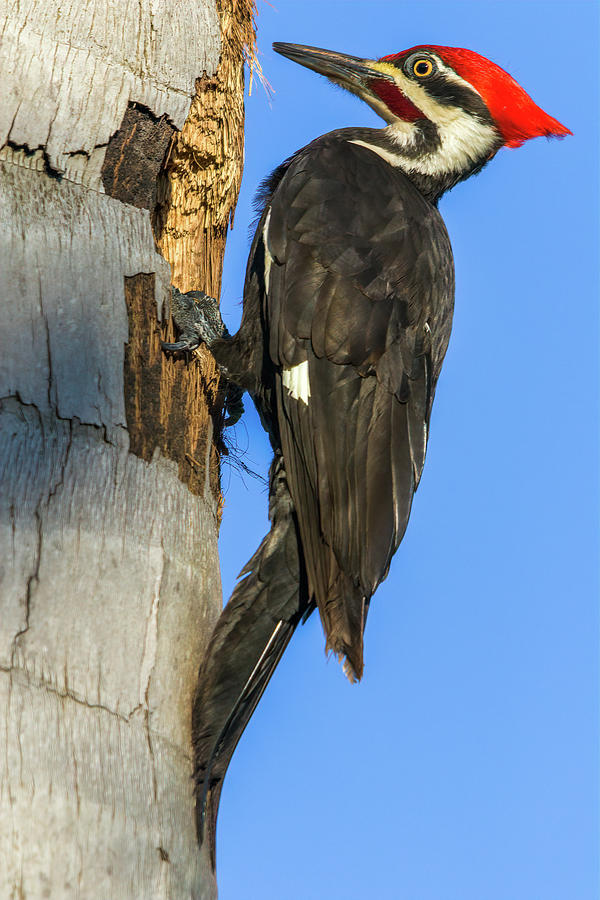 Pileated Woodpecker Photograph By Bradley Zobel Fine Art America 