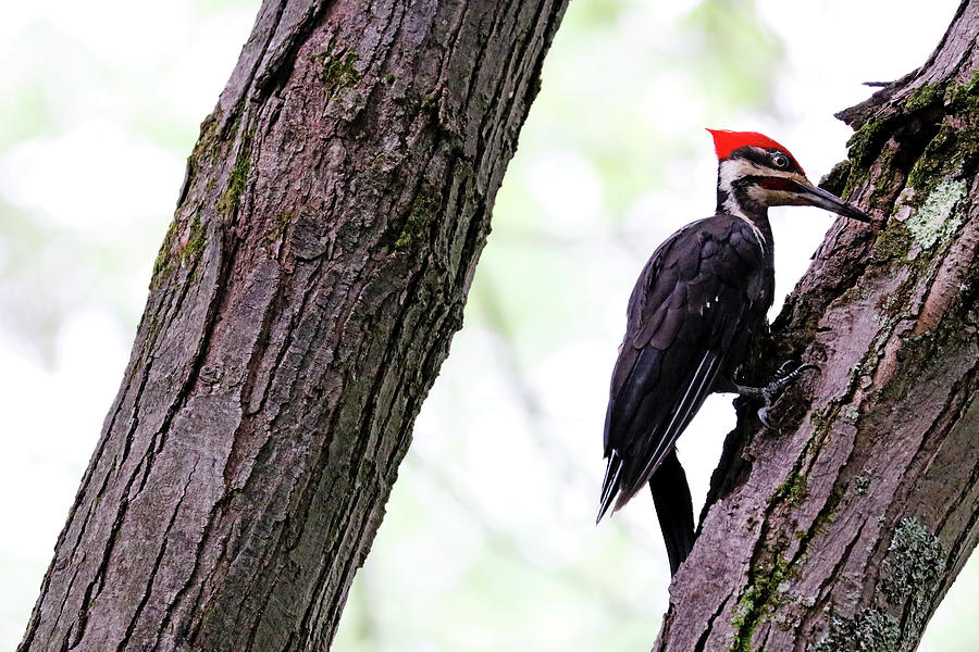 Pileated Woodpecker Checking The Cracks Photograph by Debbie Oppermann