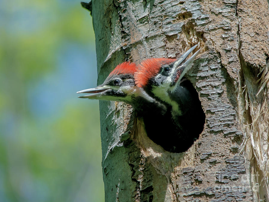Pileated Woodpecker Chicks Photograph by Cheryl Baxter