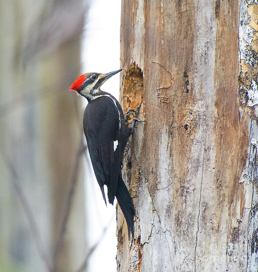 Pileated Woodpecker  Photograph by Dennis Hammer