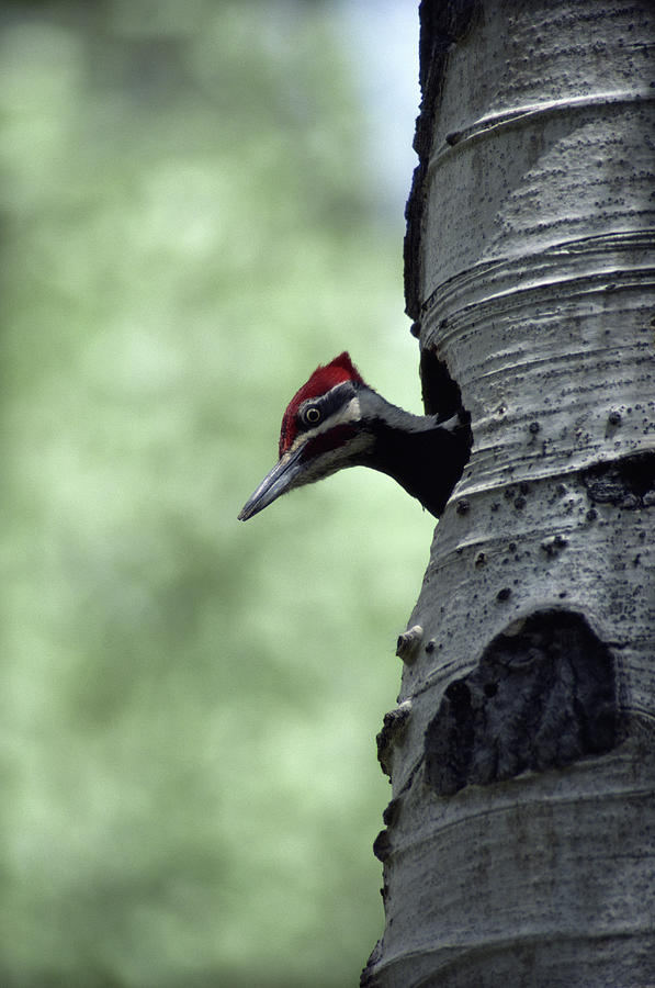 Pileated Woodpecker Dryocopus Pileatus Photograph by Art Wolfe