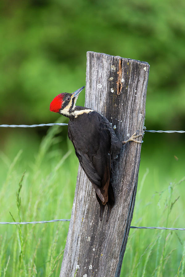 Pileated Woodpecker Dryocopus Pileatus Photograph By Richard And Susan Day Pixels 8785