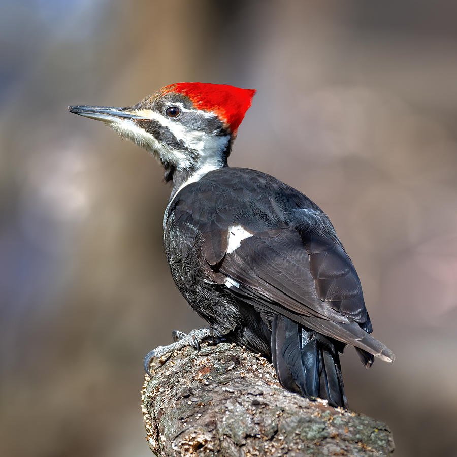 Pileated Woodpecker (female) Photograph by Jian Xu