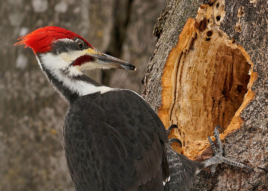 Nature Photograph - Pileated Woodpecker Foraging by Lucie Gagnon