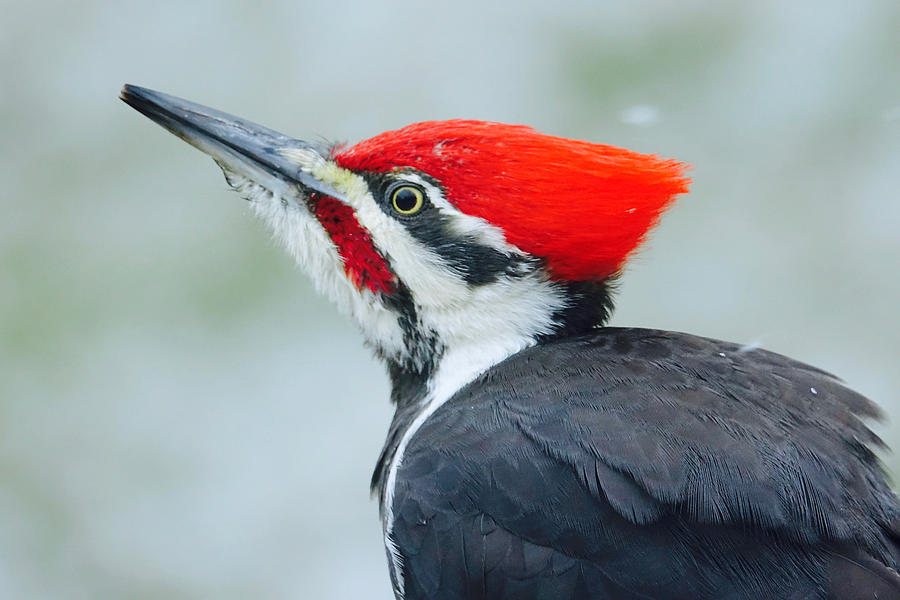 red headed pileated woodpecker