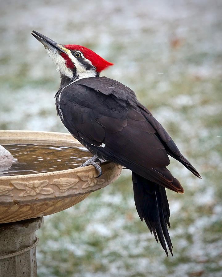 Woodpecker Photograph - Pileated Woodpecker by Hermes Fine Art