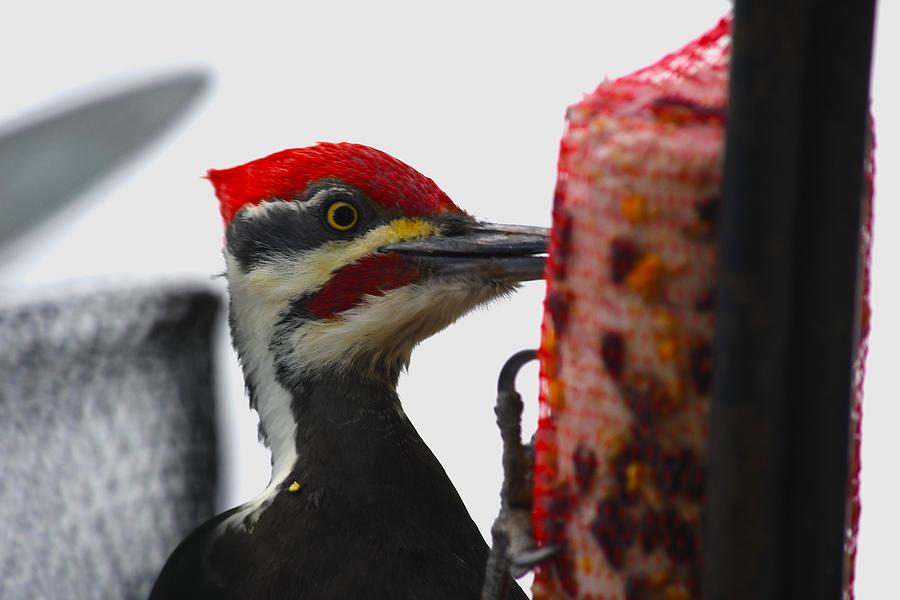 Pileated Woodpecker Photograph by Hella Buchheim