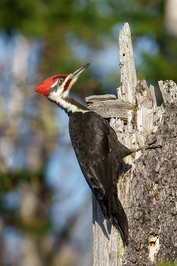 Pileated Woodpecker In Nova Scotia Photograph by Scott Leslie