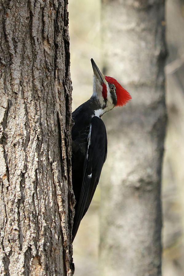 Pileated Woodpecker in Profile Photograph by Doris Potter - Fine Art ...