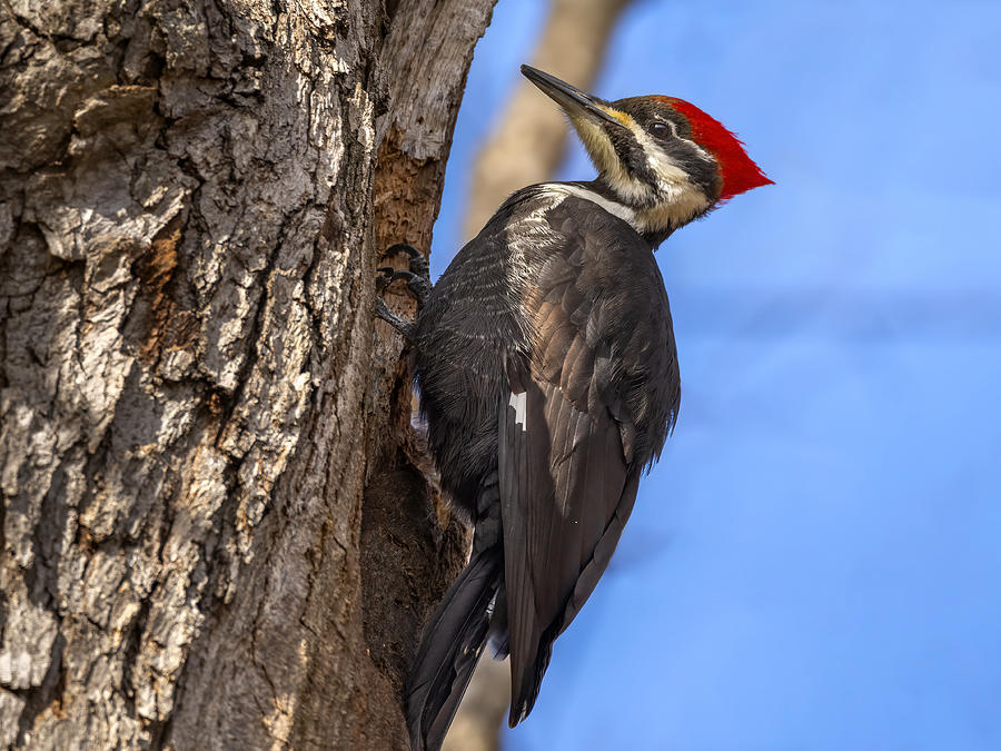Woodpecker Photograph - Pileated Woodpecker by Jian Xu