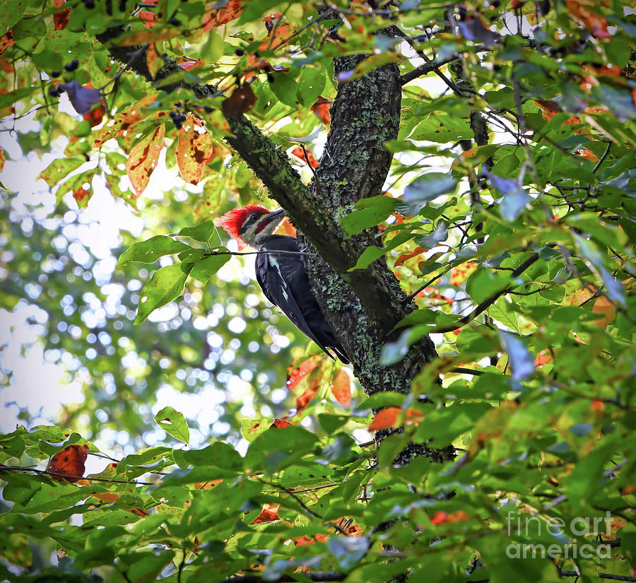 Pileated Woodpecker Photograph by Kerri Farley