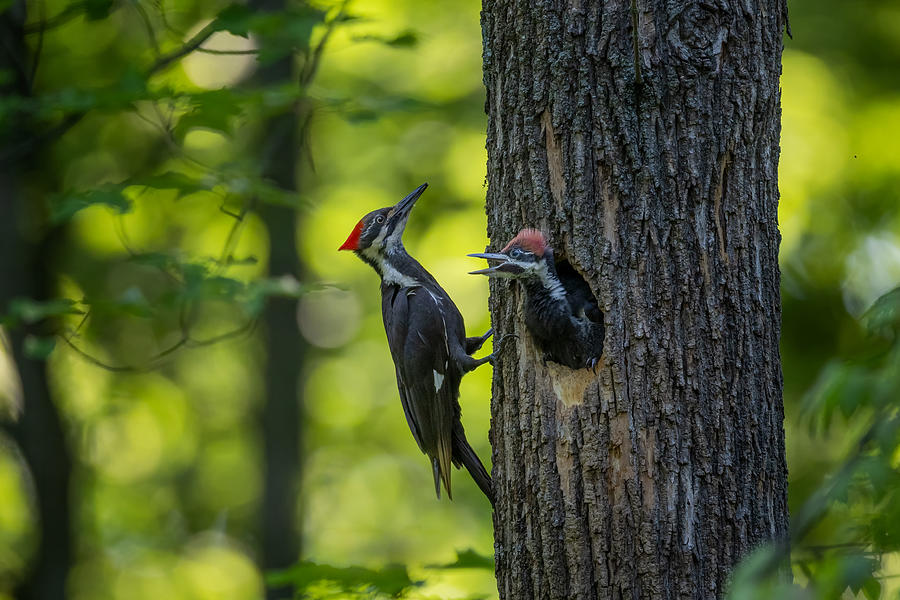 Woodpecker Photograph - Pileated Woodpecker by Max Wang