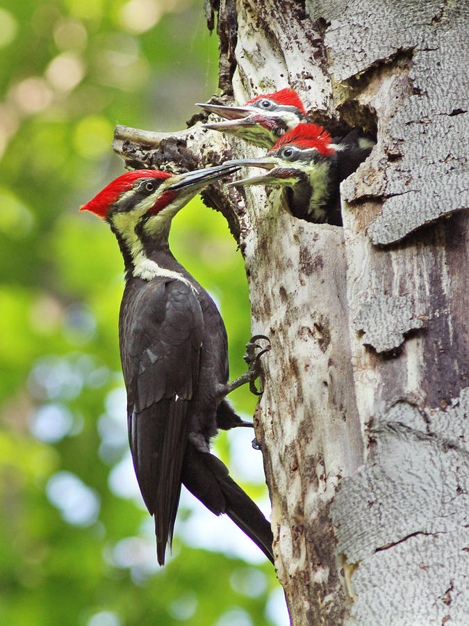 Nature Photograph - Pileated Woodpecker by Mircea Costina