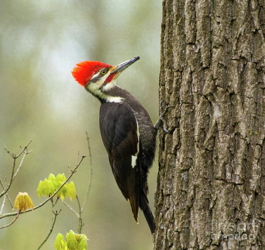Pileated Woodpecker Morning Hunt Photograph by Dennis Hammer