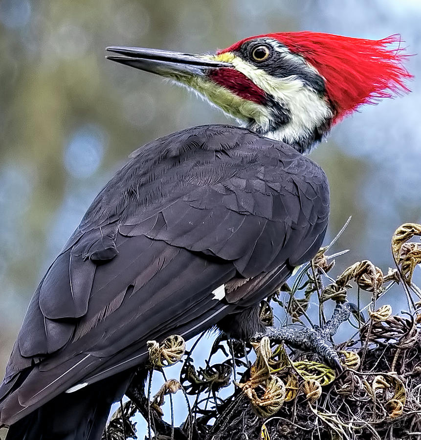 Pileated Woodpecker Photograph By Ronald Kotinsky - Pixels