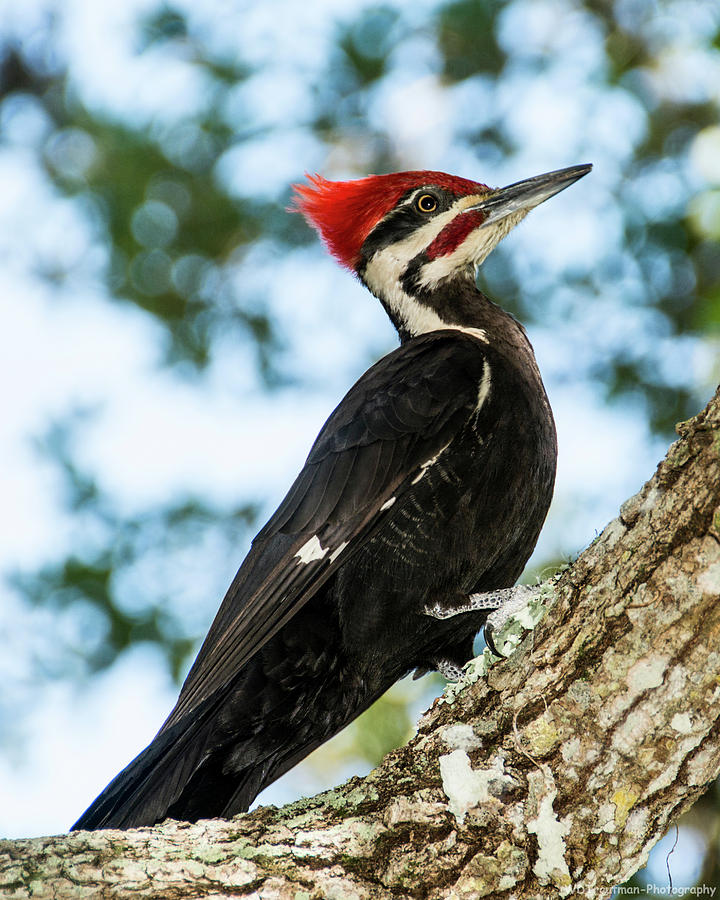 Pileated Woodpecker Photograph by William Trautman - Fine Art America