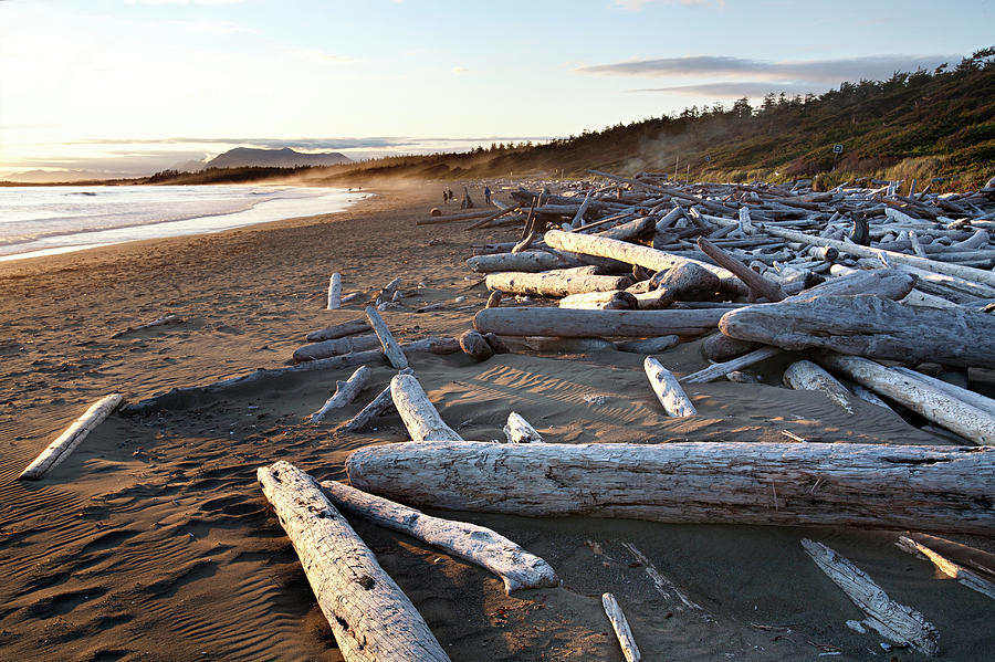 Piles Of Driftwood On Wickaninnish Bay Photograph by Aaron Black