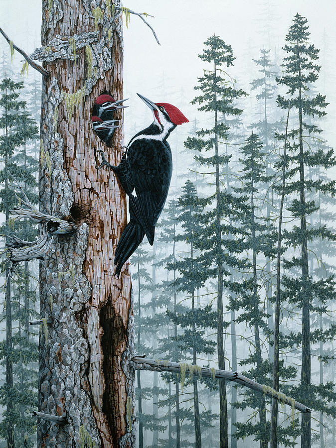 Piliated Woodpeckers Painting by Jeff Tift