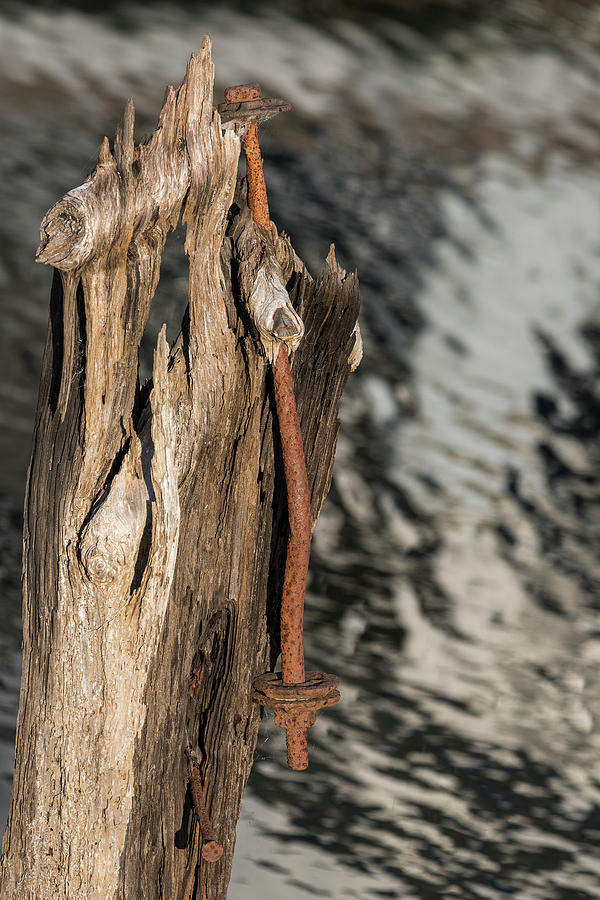 Piling Decay by Robert Potts Piling Decay by Robert Potts