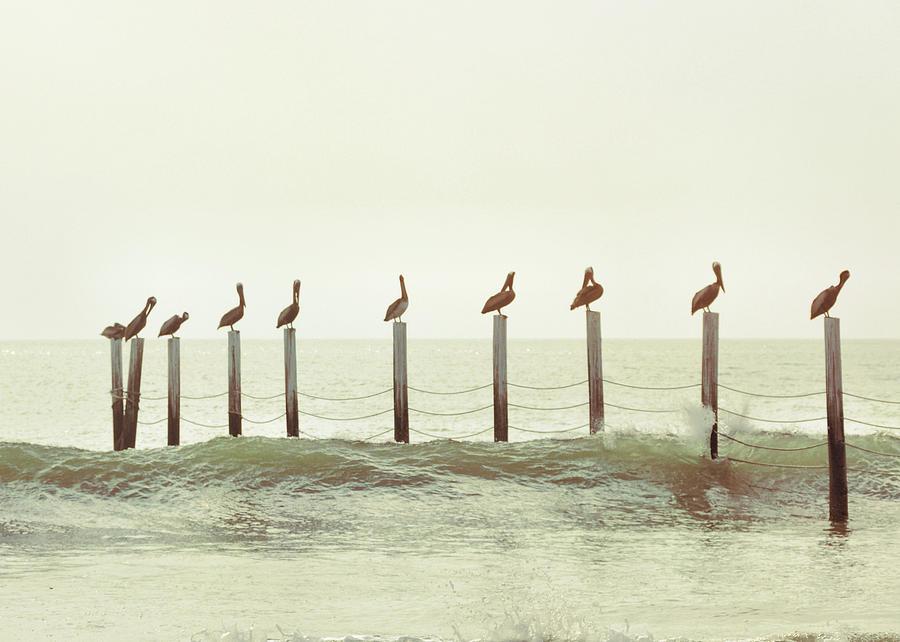 Piling Pelicans Photograph