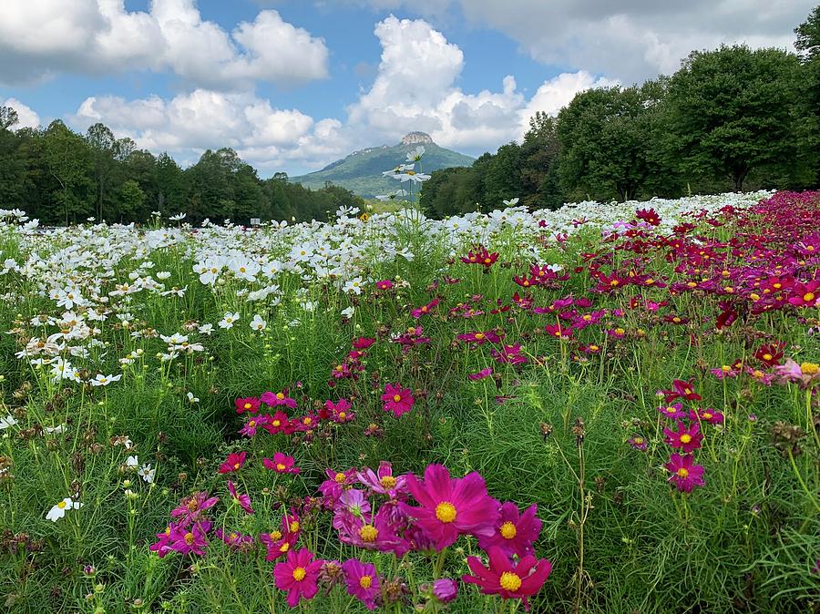 Pilot Mountain Flowers Photograph by Chris Berrier