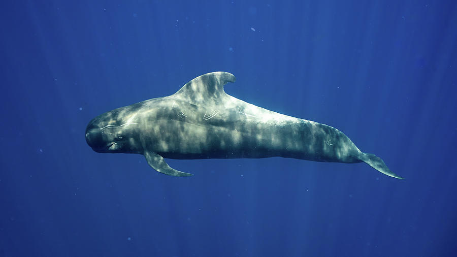 Pilot whales 9 Photograph by Pierluigi Leggeri - Fine Art America