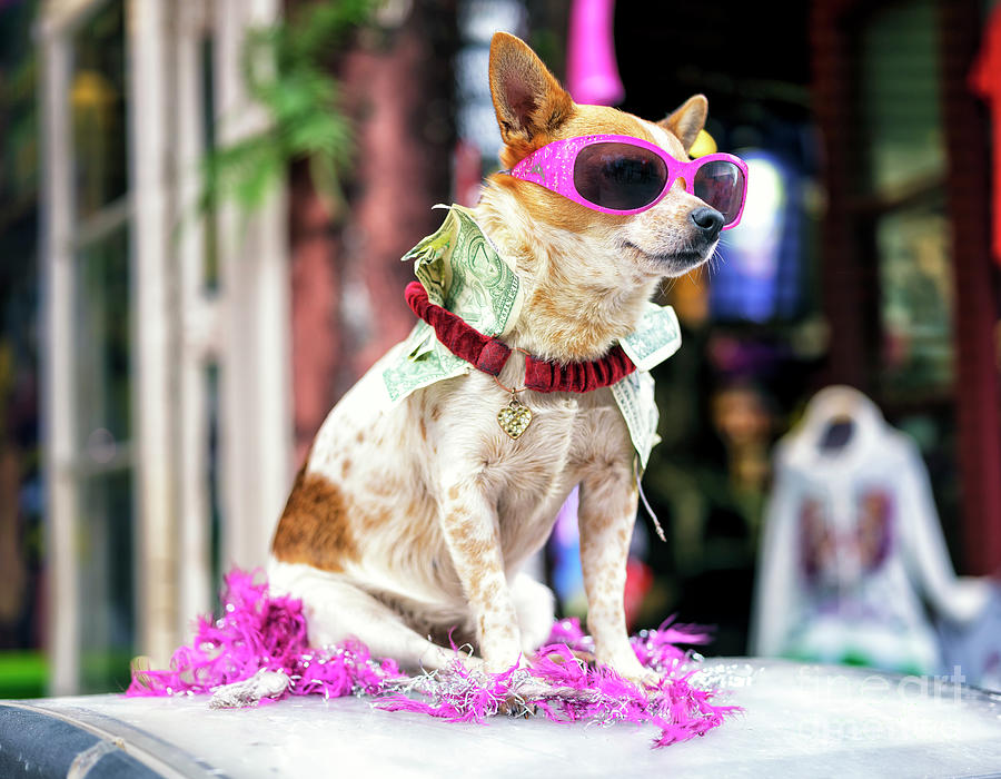 Pimp Dog on Bourbon Street in New Orleans Photograph by John Rizzuto