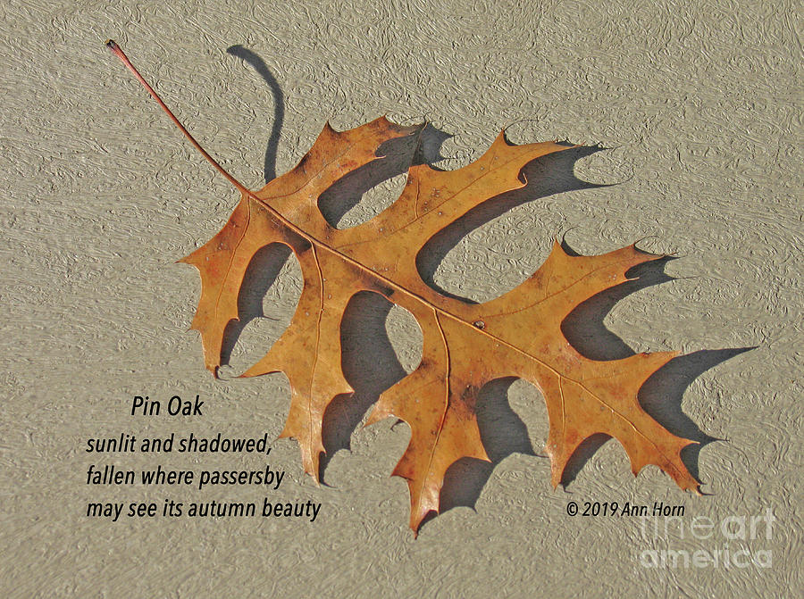 Pin Oak Photograph by Ann Horn