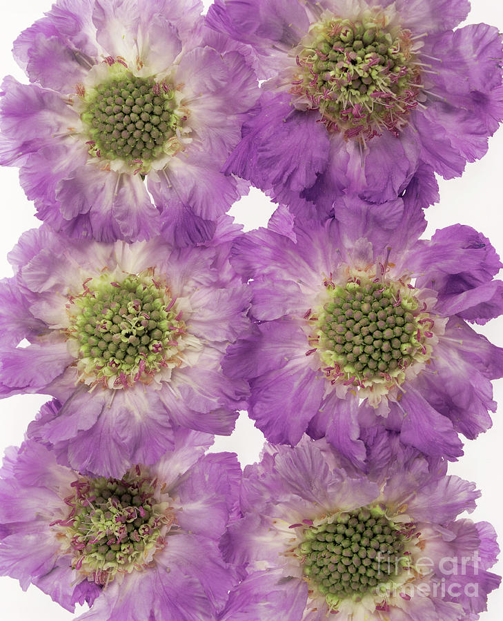 Pincushion Flowers Photograph by Catherine Lewis/science Photo Library