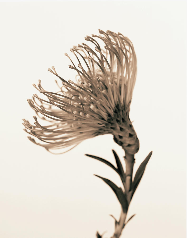Pincushion Leucospermum Cordifolium Photograph by Finn Fox