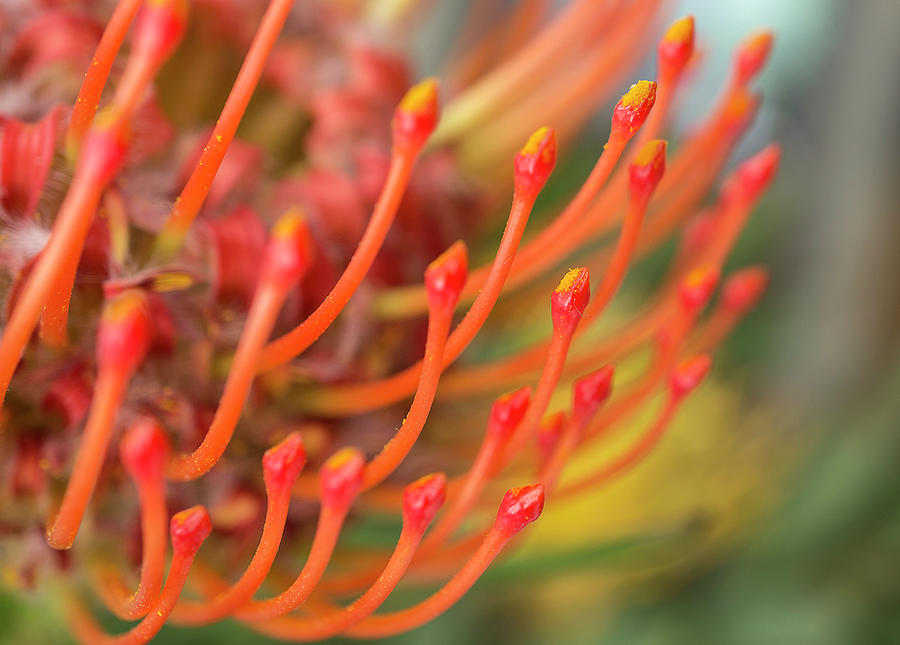 Pincushion Orange Flower Photograph by Mariola Szeliga