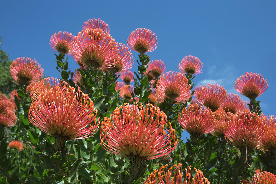 Pincushion Protea , Kirstenbosch Botanical Gardens, Cape Photograph by ...