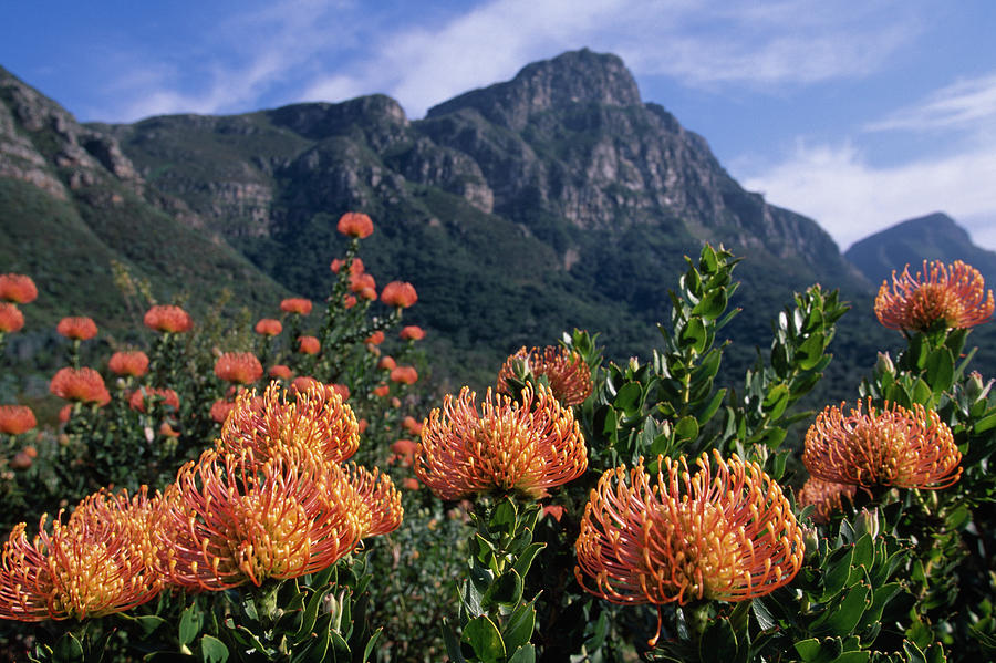 Pincushion Proteas Leucospermum Photograph by Nhpa