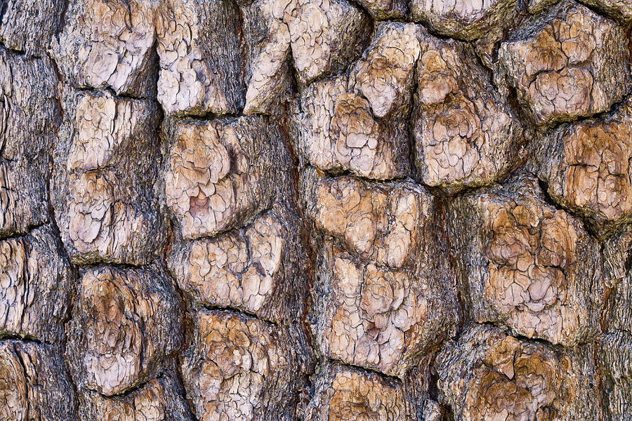 Pine Bark Closeup Photograph by Donald E. Hall