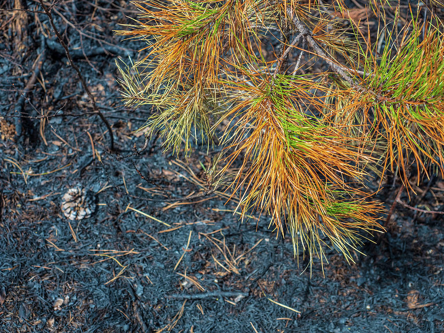 Pine Barrens Burn Photograph by Louis Dallara