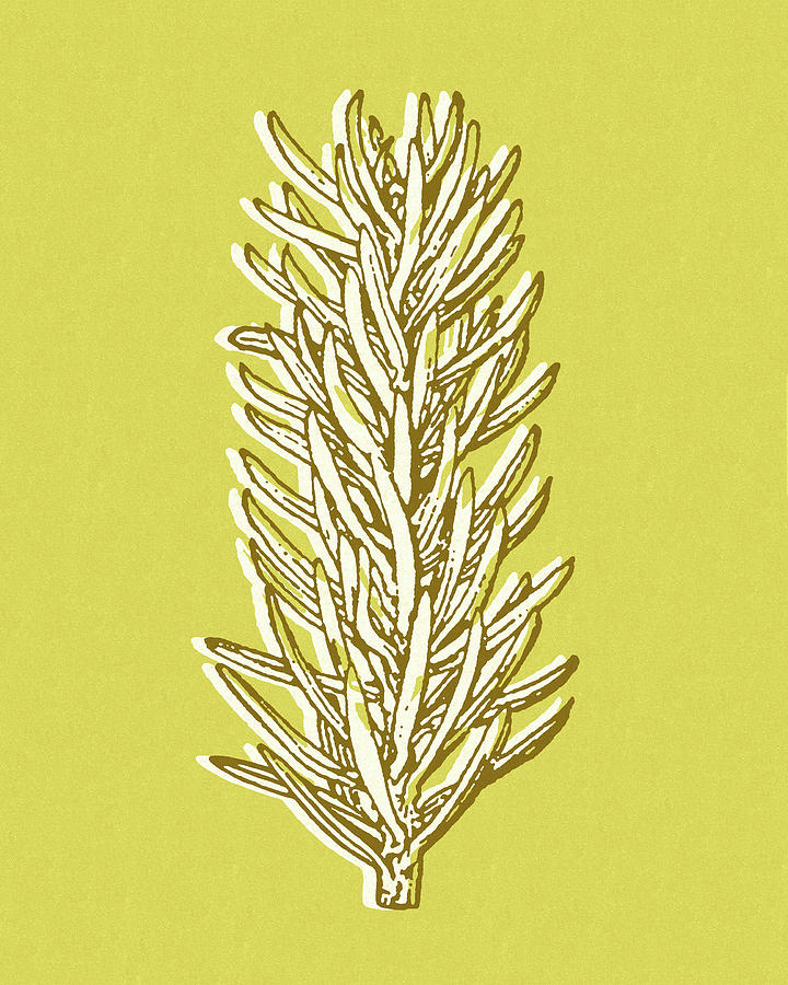 Nature Drawing - Pine Branch by CSA Images