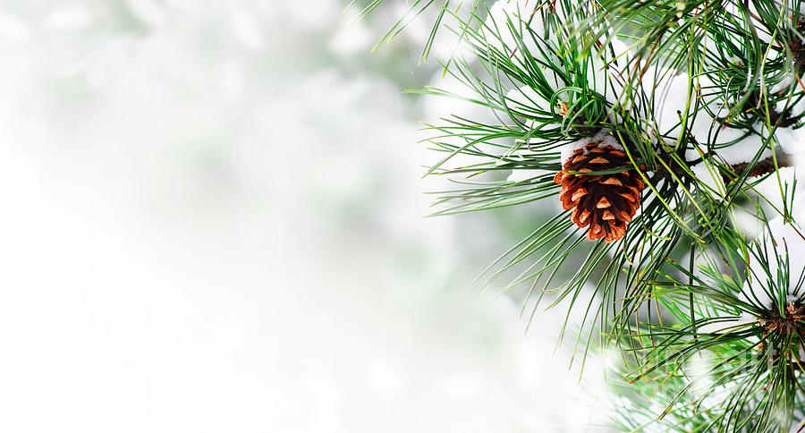 Pine branch under snow Photograph by Jelena Jovanovic