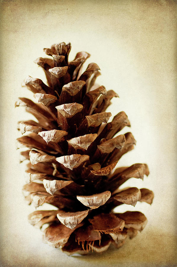 Nature Photograph - Pine Cone 2 by Jessica Rogers