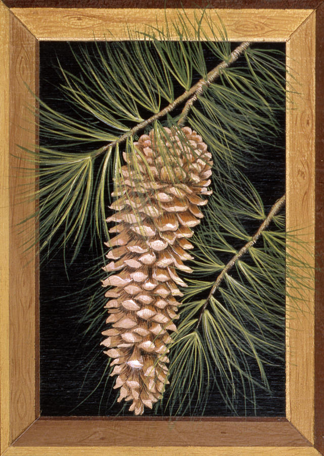 Pine Cone B Painting by Susan Clickner