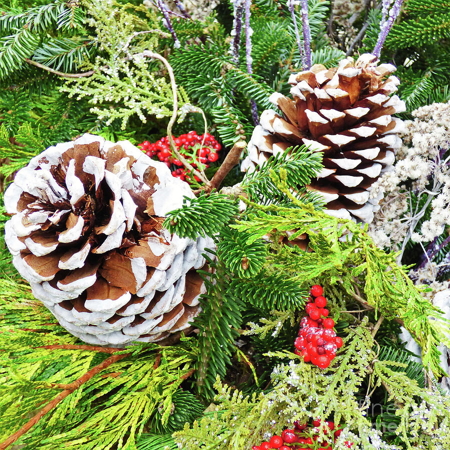 Pine Cone Christmas Photograph by Sharon Williams Eng