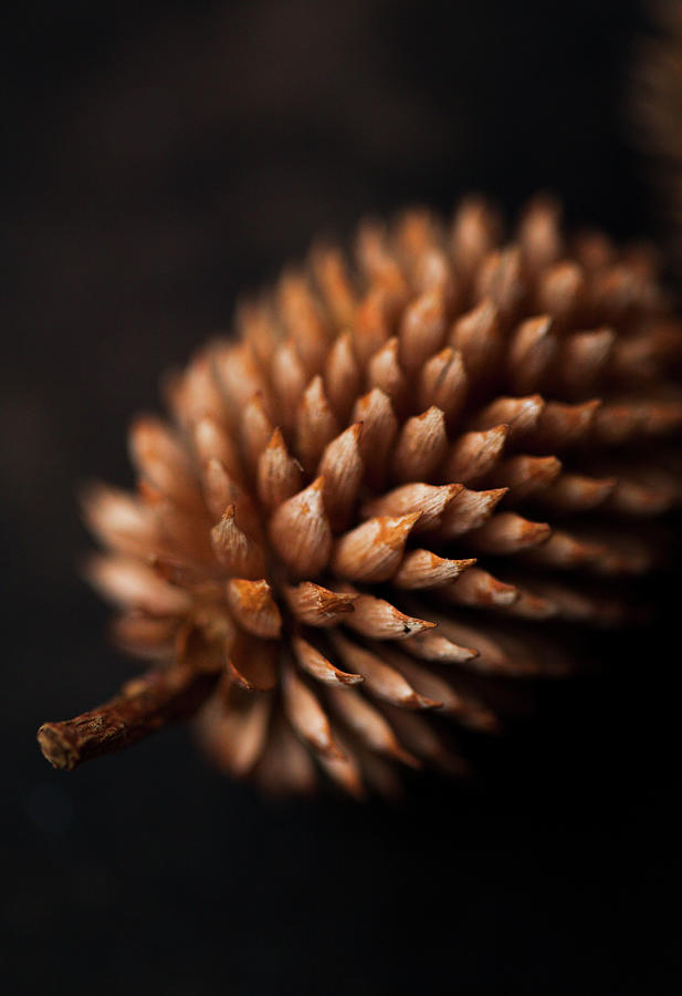 Pine Cone close-up Photograph by Katrin Winner