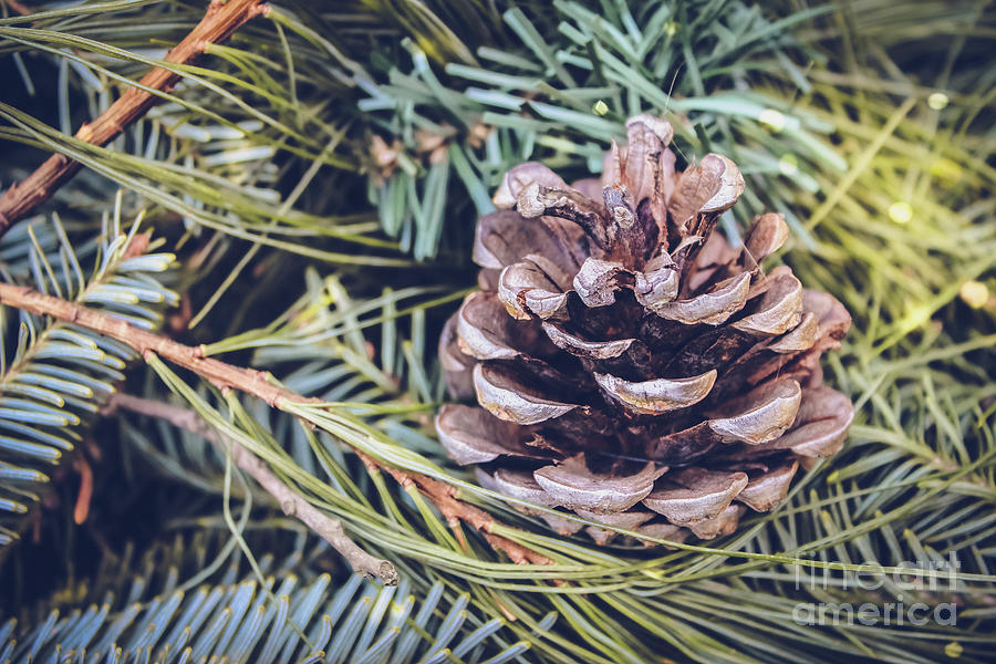 Perfect Pine Cone Photograph by Colleen Kammerer