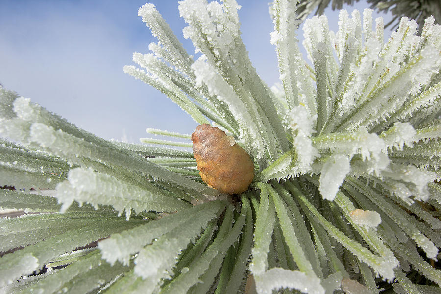 Pine Cone in Winter Photograph by Amy Sorvillo